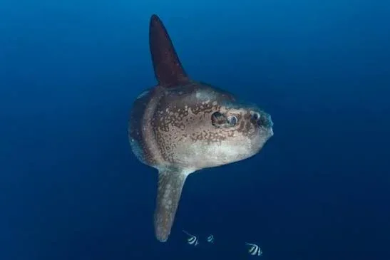 Nusa Penida
