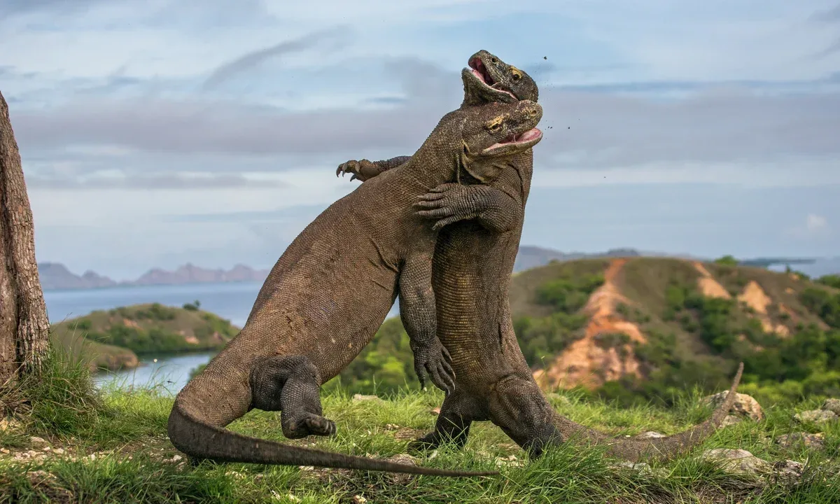 Komodo Island
