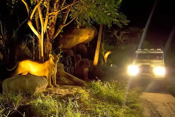 Night Safari Package Bali – Itinerary, Shows & Inclusions