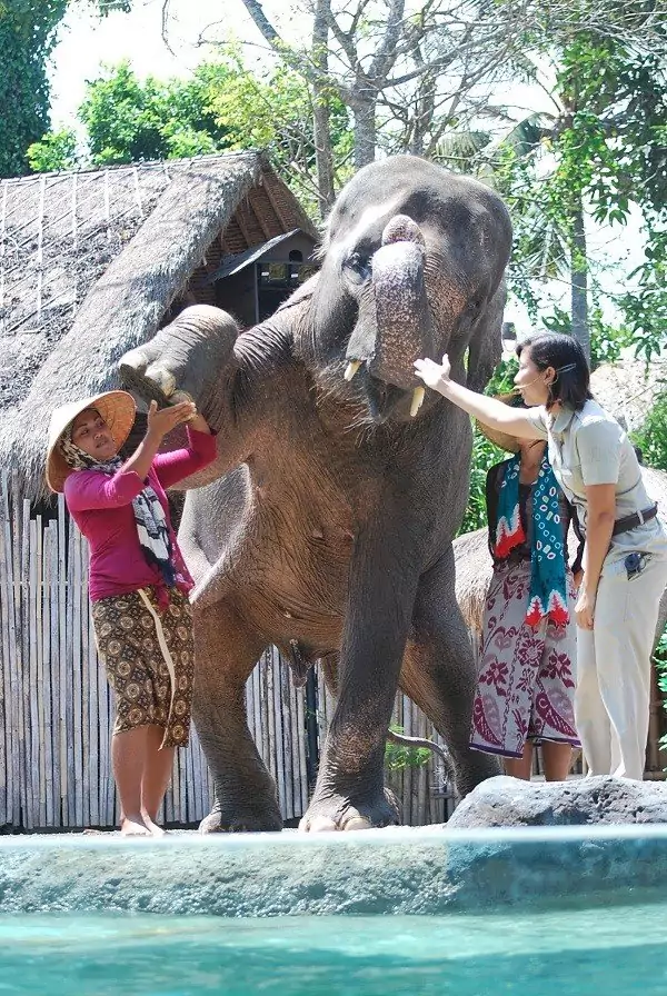 Bali Safari Jungle Hopper Ticket