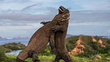 Komodo Island Tours : Your Ultimate Adventure with Chataway Tours
