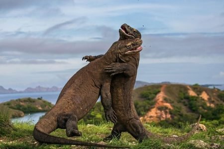 Komodo Island Tours : Your Ultimate Adventure with Chataway Tours