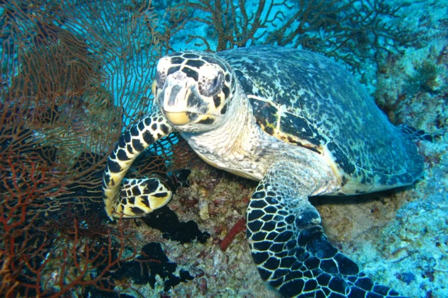 Explore Bali’s Underwater Paradise with Bali Breizh Divers