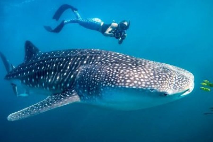 2 Days / 1 Night Whale Shark Experience – Saleh Bay, Sumbawa