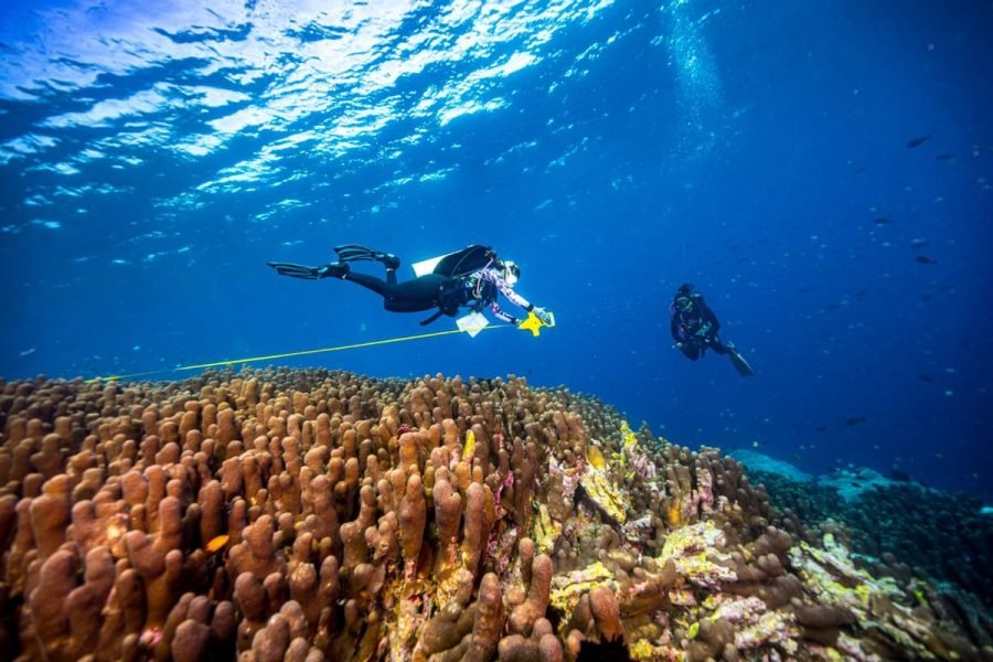 Ocean Gardener – Coral Diving Experience