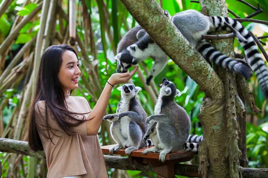 Explore the Wild Side: A Day at Bali Zoo