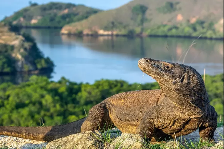 Explore Komodo with KAIA EXPLORER