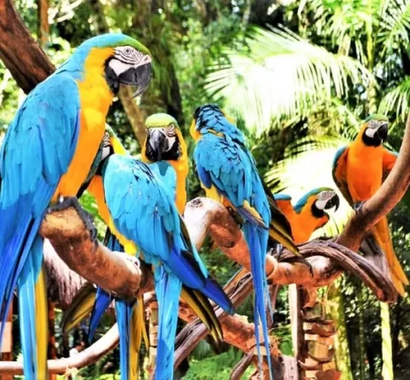 Explore Bali Bird Park – The Ultimate Wildlife Encounter in Bali