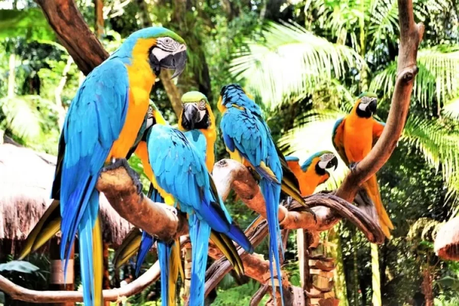 Explore Bali Bird Park – The Ultimate Wildlife Encounter in Bali