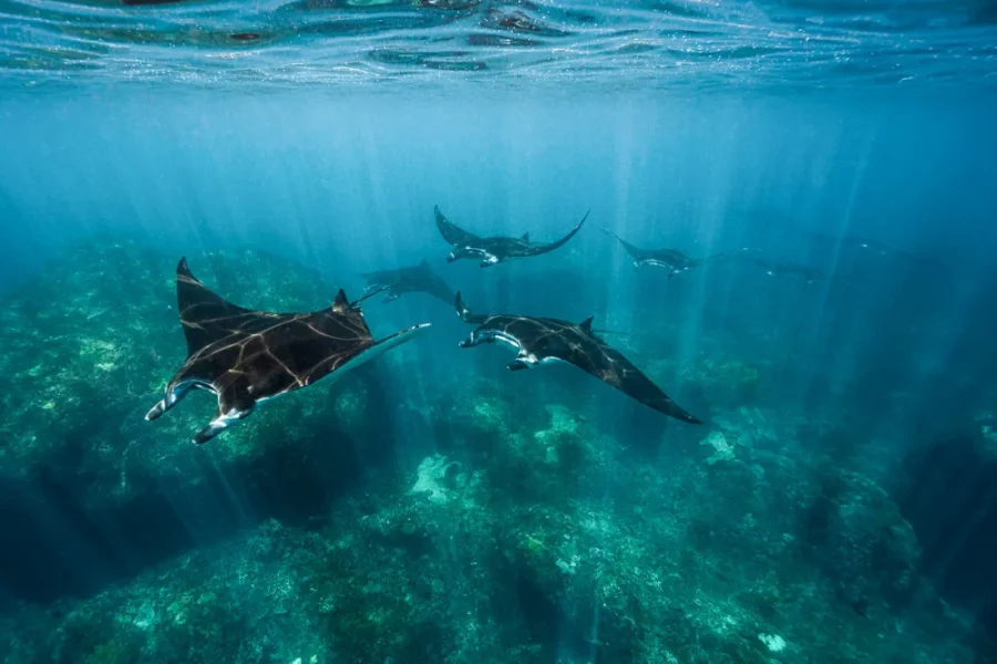 Discover Manta Dive Gili Air: A Tropical Diving Haven in Indonesia