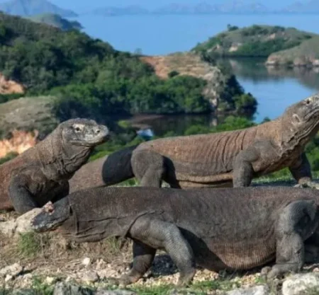 Explore Komodo with KAIA EXPLORER: Unforgettable Private Boat Tours!