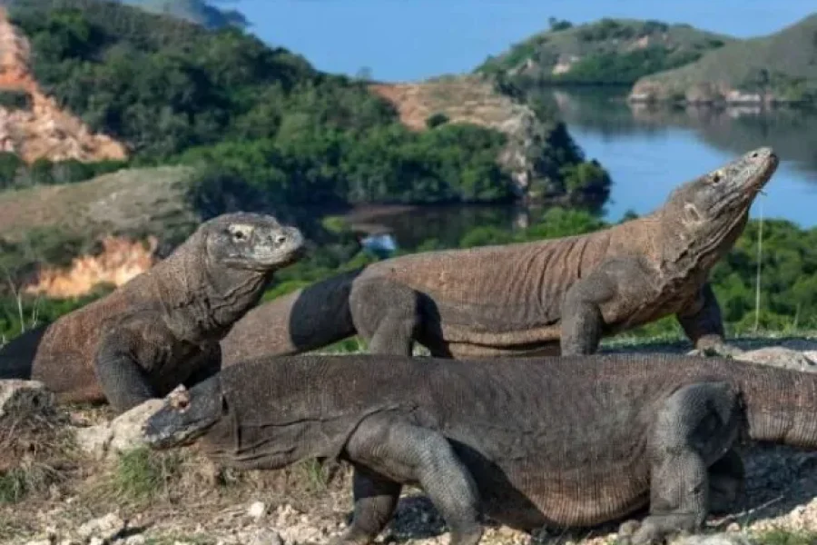 Explore Komodo with KAIA EXPLORER: Unforgettable Private Boat Tours!